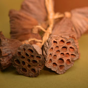 Natural Dried Lotus Pods