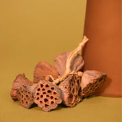 Natural Dried Lotus Pods