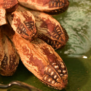 Natural Dried Mahogany Seed Pods