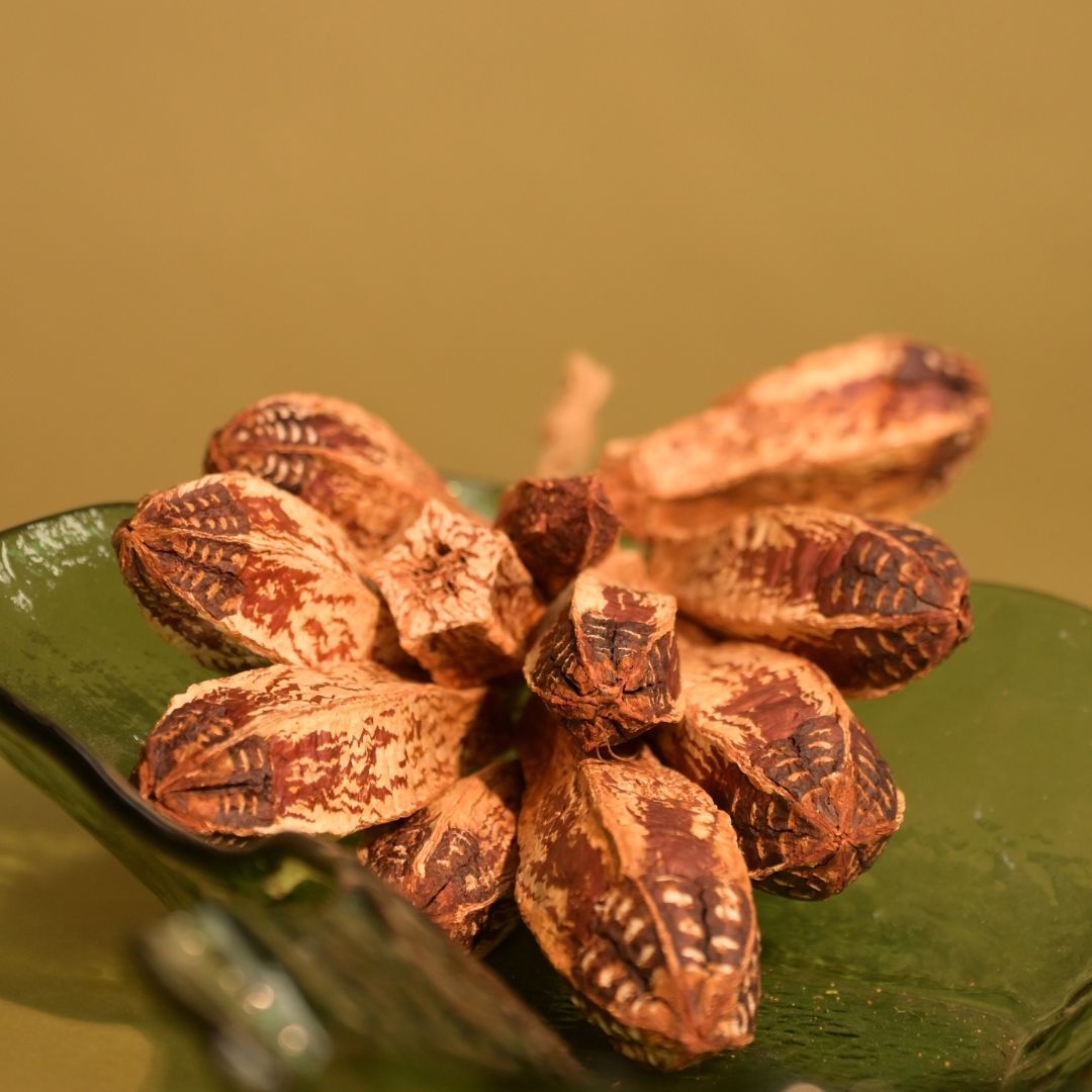 Natural Dried Mahogany Seed Pods