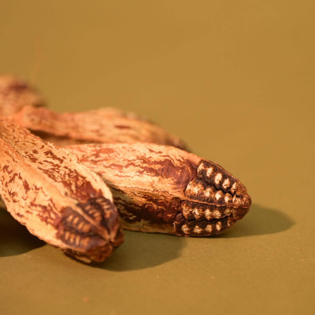 Natural Dried Mahogany Seed Pods
