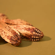 Natural Dried Mahogany Seed Pods