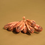 Natural Dried Mahogany Seed Pods
