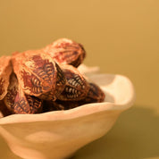 Natural Dried Mahogany Seed Pods