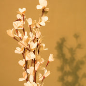 Natural Dried Rud Sticks