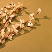 Natural Dried Rud Sticks