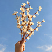 Natural Dried Rud Sticks