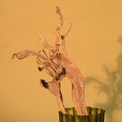 Natural Dried Natraj Branches
