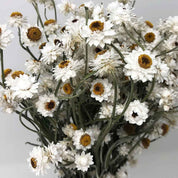 Natural Dried Ammobium Flower Bunch
