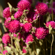 Natural Dried Gomphrena Flower Bunch