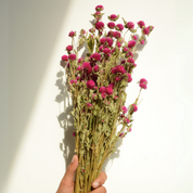 Natural Dried Gomphrena Flower Bunch