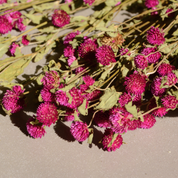 Natural Dried Gomphrena Flower Bunch