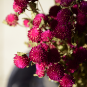 Natural Dried Gomphrena Flower Bunch