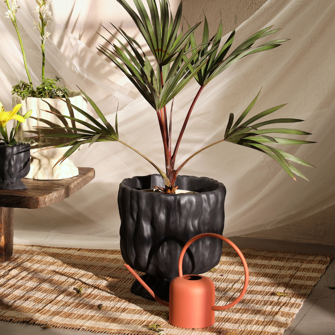 Raya Organic Planter
