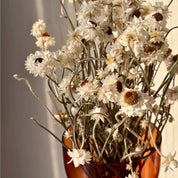 Natural Dried Ammobium Flower Bunch