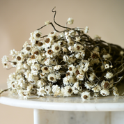 Natural Dried Ammobium Flower Bunch
