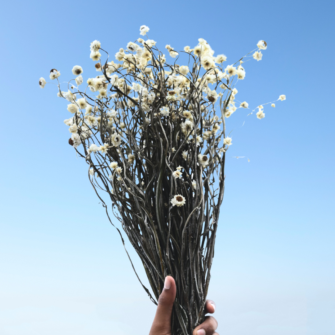 Natural Dried Ammobium Flower Bunch