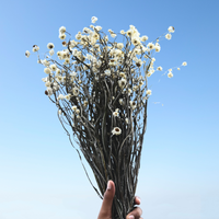 Natural Dried Ammobium Flower Bunch