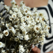 Natural Dried Ammobium Flower Bunch