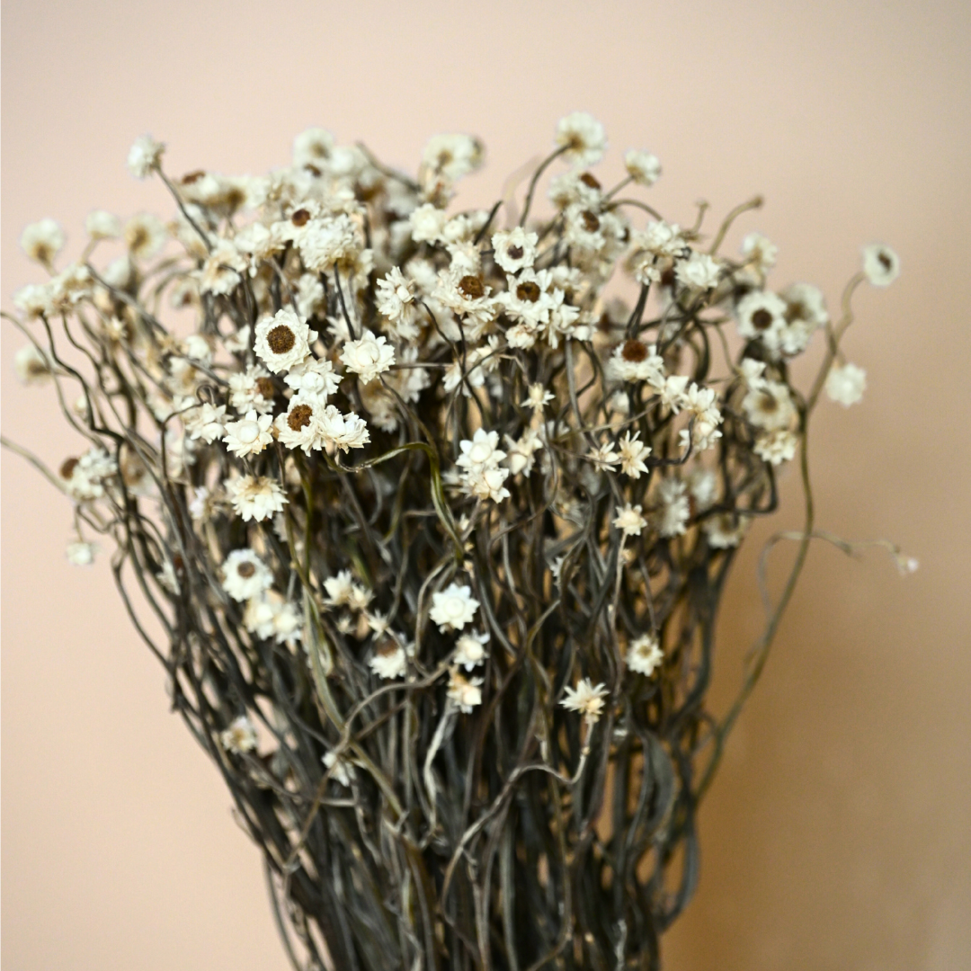 Natural Dried Ammobium Flower Bunch