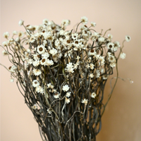 Natural Dried Ammobium Flower Bunch