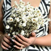 Natural Dried Ammobium Flower Bunch