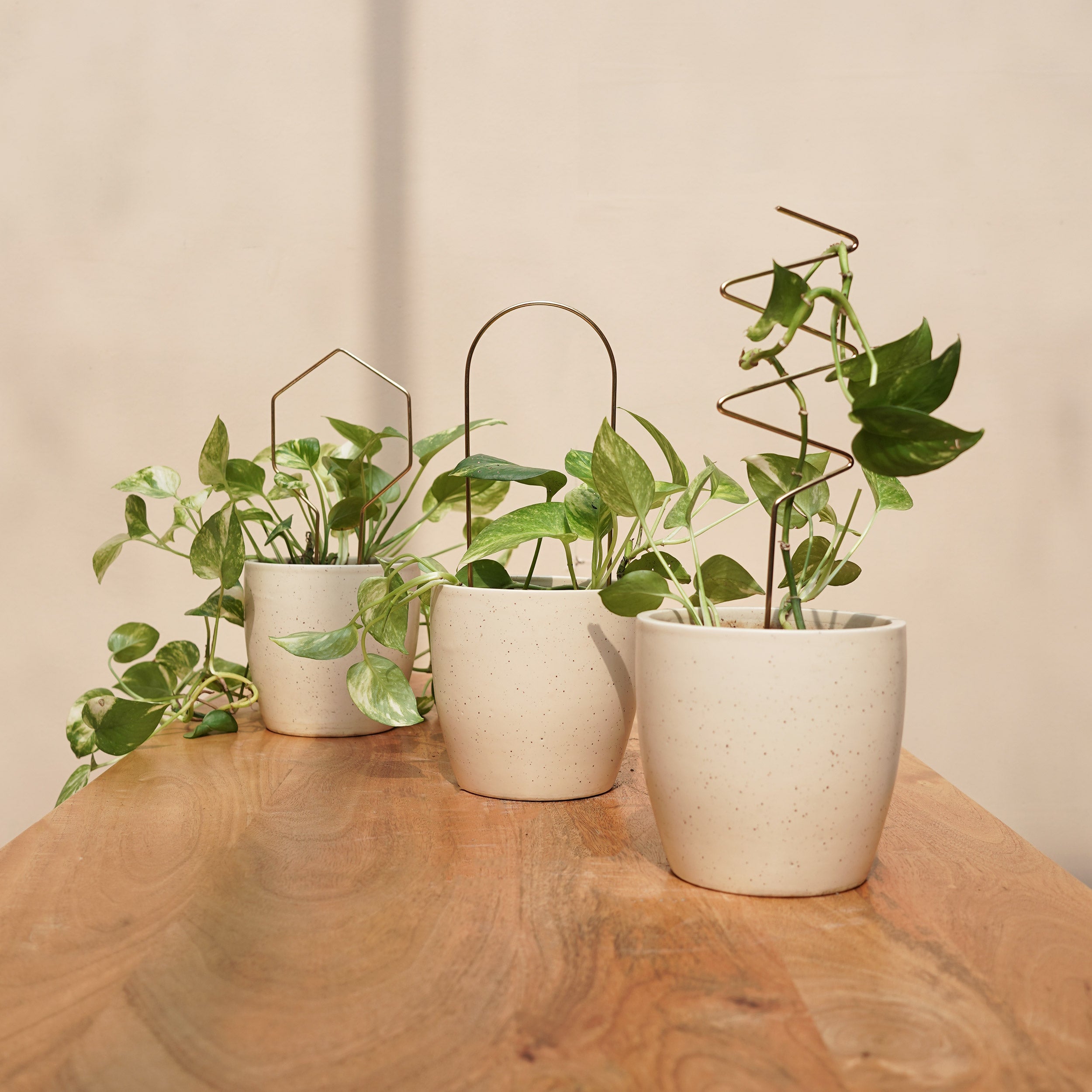 Gold Plant Support Sticks Set of 3