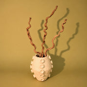 Natural Dried Spiral Vine Sticks