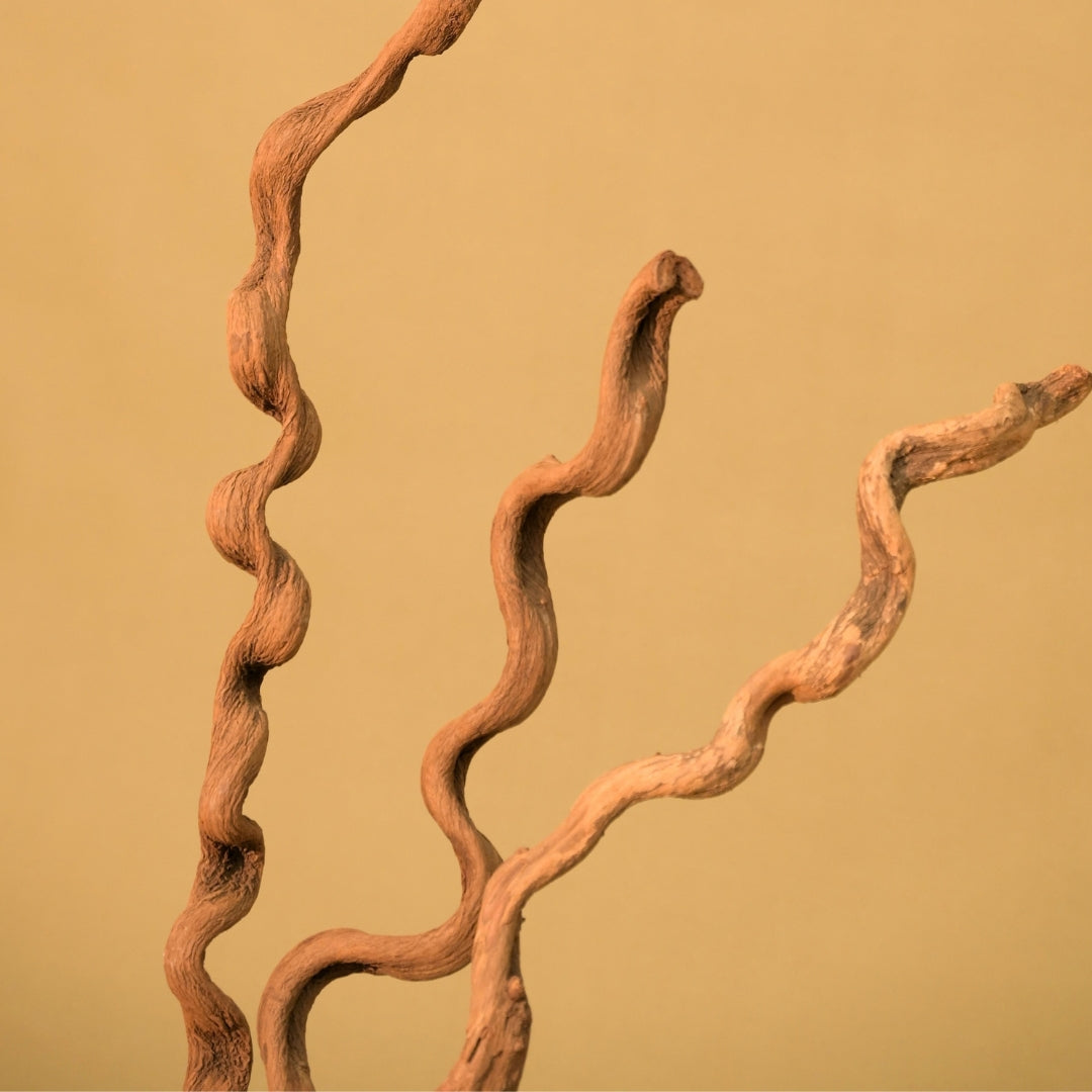 Natural Dried Spiral Vine Sticks
