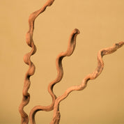 Natural Dried Spiral Vine Sticks