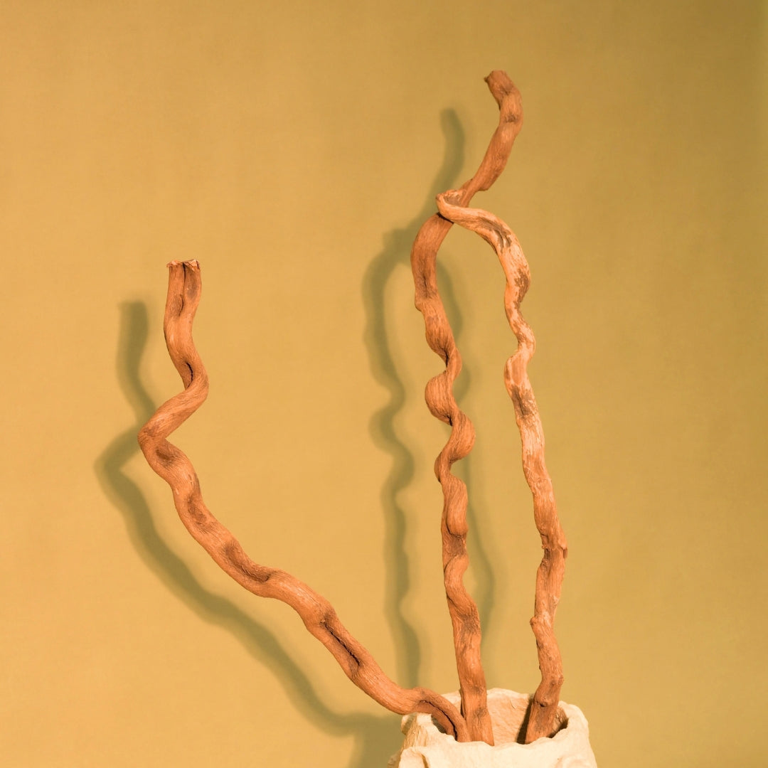 Natural Dried Spiral Vine Sticks