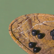 Strata Marble Platter