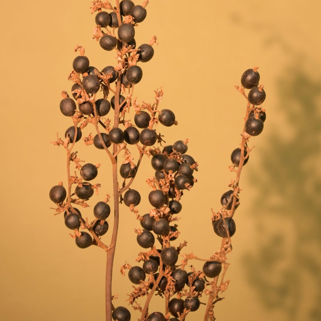 Natural Dried Black Berry Stems
