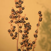 Natural Dried Black Berry Stems