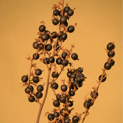 Natural Dried Black Berry Stems