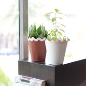 Scallop Colourful Planter