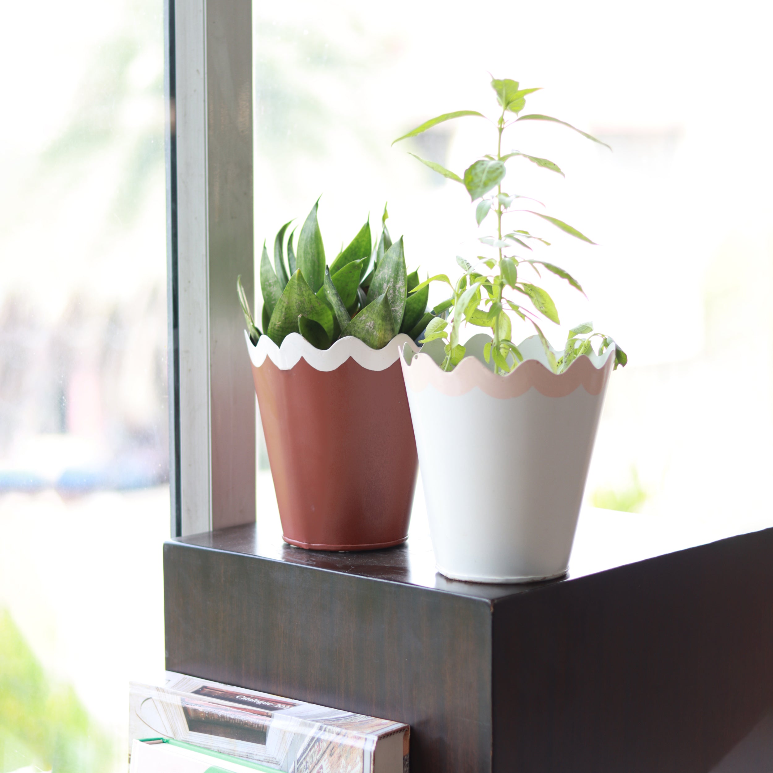 Scallop Colourful Planter
