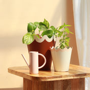 Scallop Colourful Planter