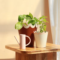 Scallop Colourful Planter