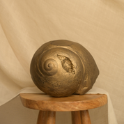 Kora Shell Organic Object